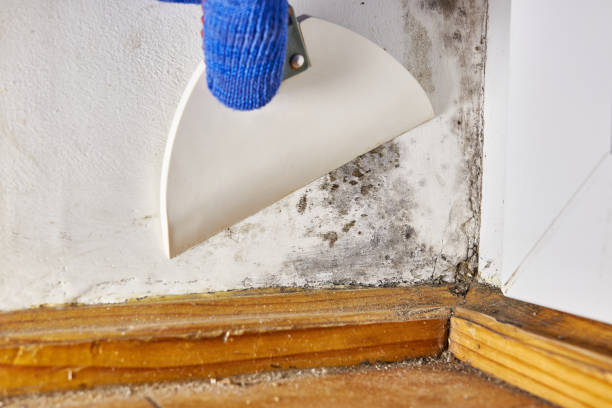 Best Indoor Air Quality Assessment  in Rockwood, TN