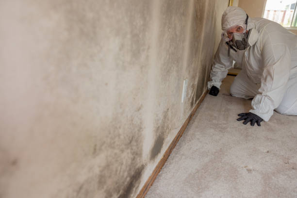 Best Airborne Mold Testing  in Rockwood, TN