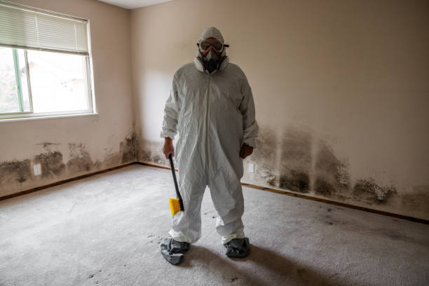 Environmental Consulting for Mold Prevention in Rockwood, TN